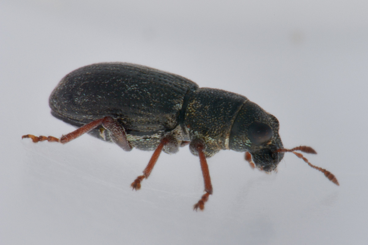 Curculionidae: Phyllobius sp?    No, Sitona sulcifrons argutulus